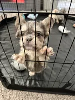 Apollo, a male French Bulldog for sale in Houston, TX – Photo 4 of 10