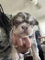 Apollo, a male French Bulldog for sale in Houston, TX – Photo 6 of 10