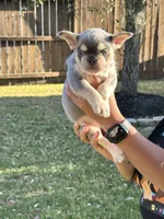 Atlas, a male French Bulldog for sale in Houston, TX – Photo 8 of 10