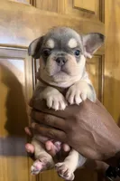 Atlas, a male French Bulldog for sale in Houston, TX – Photo 2 of 10