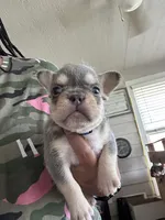 Atlas, a male French Bulldog for sale in Houston, TX – Photo 10 of 10