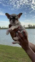 Atlas, a male French Bulldog for sale in Houston, TX – Photo 6 of 10
