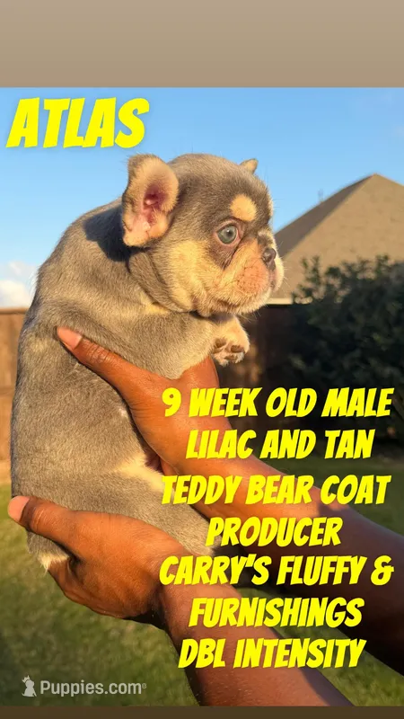 Atlas – French Bulldog puppy for sale in Houston, TX