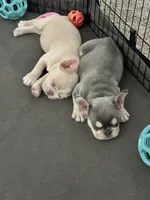 Atlas, a male French Bulldog for sale in Houston, TX – Photo 9 of 10