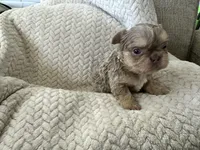 Midas , a male French Bulldog for sale in Houston, TX – Photo 5 of 10