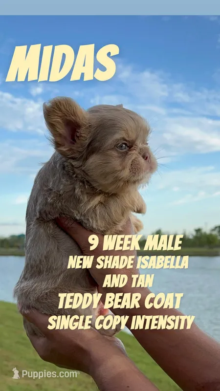 Midas  – French Bulldog puppy for sale in Houston, TX