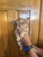 Midas , a male French Bulldog for sale in Houston, TX – Photo 8 of 10