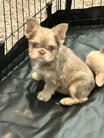 Midas , a male French Bulldog for sale in Houston, TX – Photo 6 of 10