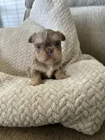 Midas , a male French Bulldog for sale in Houston, TX – Photo 7 of 10