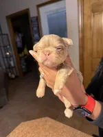 Midas , a male French Bulldog for sale in Houston, TX – Photo 9 of 10