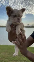 Midas , a male French Bulldog for sale in Houston, TX – Photo 2 of 10