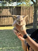 Midas , a male French Bulldog for sale in Houston, TX – Photo 4 of 10