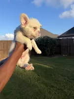 Zeus, a male French Bulldog for sale in Houston, TX – Photo 8 of 10