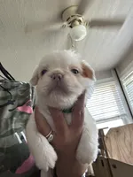 Zeus, a male French Bulldog for sale in Houston, TX – Photo 6 of 10