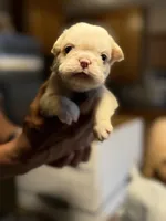 Zeus, a male French Bulldog for sale in Houston, TX – Photo 7 of 10