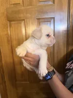 Zeus, a male French Bulldog for sale in Houston, TX – Photo 9 of 10