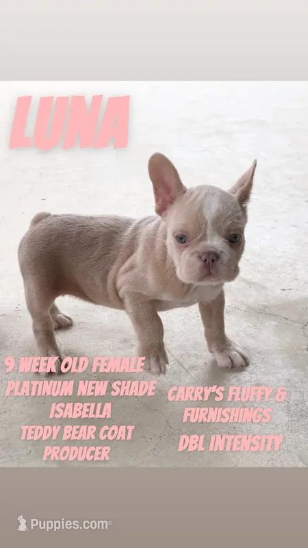 Luna – French Bulldog puppy for sale in Houston, TX