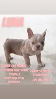 Luna, a female French Bulldog for sale in Houston, TX – Photo 1 of 9