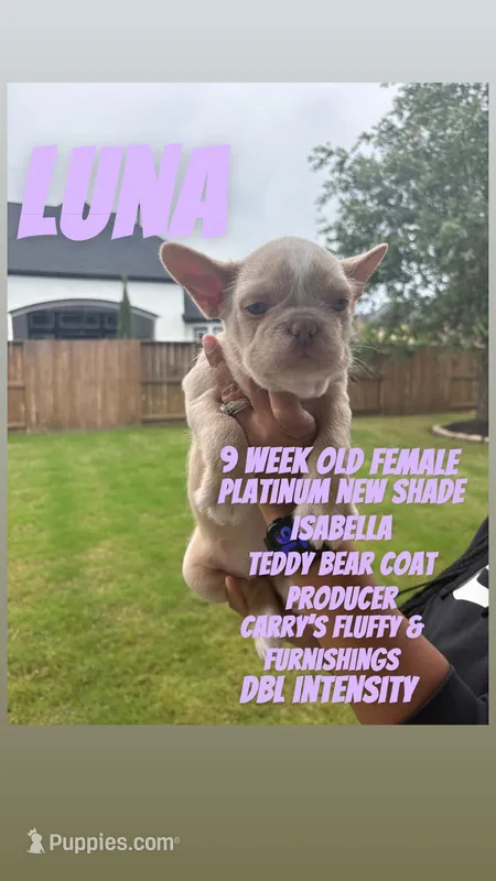 Luna – French Bulldog puppy for sale in Houston, TX