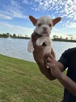 Luna, a female French Bulldog for sale in Houston, TX – Photo 6 of 9