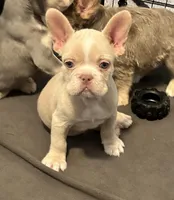 Luna, a female French Bulldog for sale in Houston, TX – Photo 3 of 9