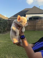 Luna, a female French Bulldog for sale in Houston, TX – Photo 9 of 9