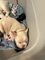 Luna, a female French Bulldog for sale in Houston, TX – Photo 7 of 9