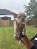 Luna, a female French Bulldog for sale in Houston, TX – Photo 8 of 9