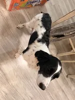 Bretta , a female English Springer Spaniel for sale in Clay Center, KS – 2 of 3