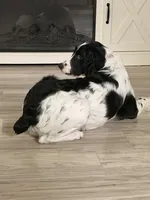 Bretta , a female English Springer Spaniel for sale in Clay Center, KS – 3 of 3