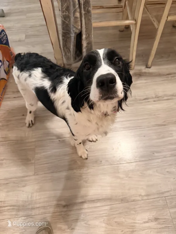 Bretta  – English Springer Spaniel puppy for sale in Clay Center, KS