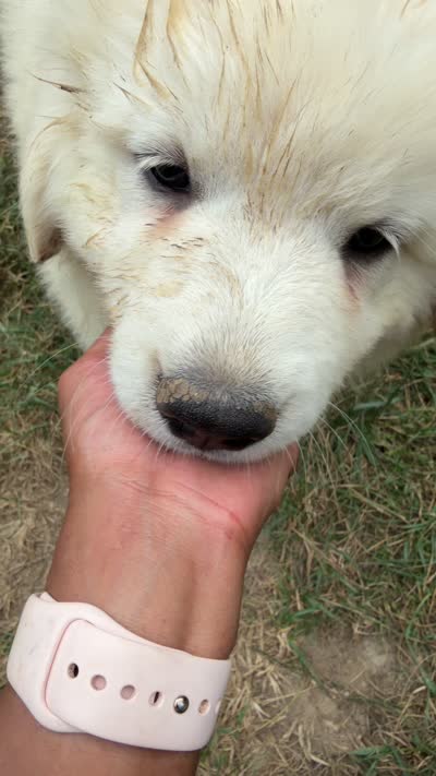 Grey Boy , a male Anatolian Shepherd Dog and Great Pyrenees for sale in Blacksburg, VA – 3 of 3
