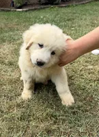 Yellow Girl, a female Anatolian Shepherd Dog and Great Pyrenees for sale in Blacksburg, VA – 3 of 5