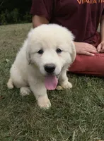 Orange girl, a female Anatolian Shepherd Dog and Great Pyrenees for sale in Blacksburg, VA – 1 of 3