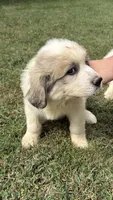 Brown girl , a female Anatolian Shepherd Dog and Great Pyrenees for sale in Blacksburg, VA – 2 of 5