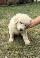 Yellow Girl, a female Anatolian Shepherd Dog and Great Pyrenees for sale in Blacksburg, VA – 4 of 5
