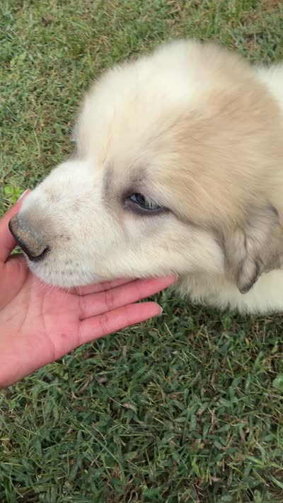 Black Boy, a male Anatolian Shepherd Dog and Great Pyrenees for sale in Blacksburg, VA – 4 of 4