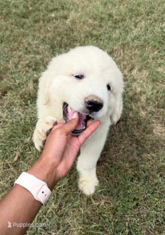 Green Boy  – Anatolian Shepherd Dog, Great Pyrenees puppy for sale in Blacksburg, VA