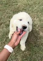 Green Boy , a male Anatolian Shepherd Dog and Great Pyrenees for sale in Blacksburg, VA – 1 of 4