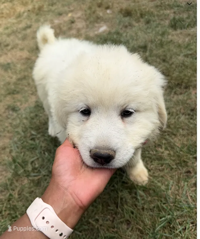 Yellow Girl – Anatolian Shepherd Dog, Great Pyrenees puppy for sale in Blacksburg, VA