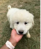 Yellow Girl, a female Anatolian Shepherd Dog and Great Pyrenees for sale in Blacksburg, VA – 1 of 5