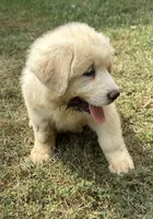 Yellow Girl, a female Anatolian Shepherd Dog and Great Pyrenees for sale in Blacksburg, VA – 2 of 5