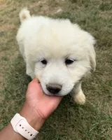 Yellow Girl, a female Anatolian Shepherd Dog and Great Pyrenees for sale in Blacksburg, VA – 5 of 5