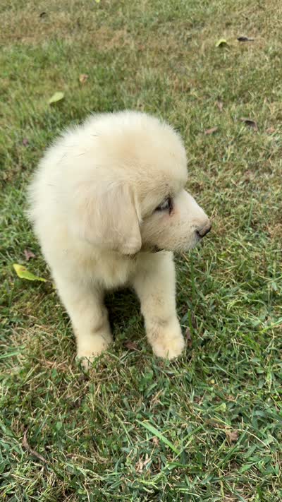 Red girl, a female Anatolian Shepherd Dog and Great Pyrenees for sale in Blacksburg, VA – 4 of 4