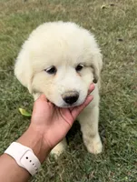 Red girl, a female Anatolian Shepherd Dog and Great Pyrenees for sale in Blacksburg, VA – 2 of 4