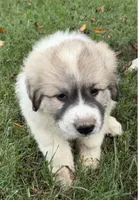 Purple Boy, a male Anatolian Shepherd Dog and Great Pyrenees for sale in Blacksburg, VA – 3 of 6
