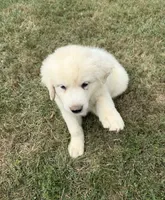Green Boy , a male Anatolian Shepherd Dog and Great Pyrenees for sale in Blacksburg, VA – 2 of 4