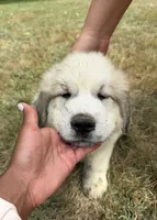 Blue boy, a male Anatolian Shepherd Dog and Great Pyrenees for sale in Blacksburg, VA – 2 of 3