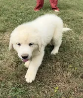 Green Boy , a male Anatolian Shepherd Dog and Great Pyrenees for sale in Blacksburg, VA – 3 of 4