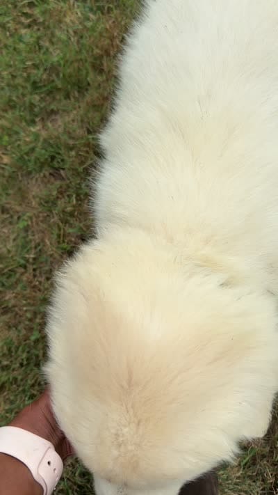 Green Boy , a male Anatolian Shepherd Dog and Great Pyrenees for sale in Blacksburg, VA – 4 of 4